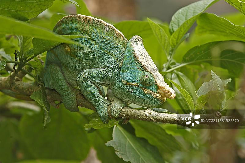 非洲马达加斯加的雄性帕森变色龙图片素材