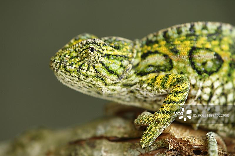 宝石变色龙（雄性），马达加斯加，非洲图片素材