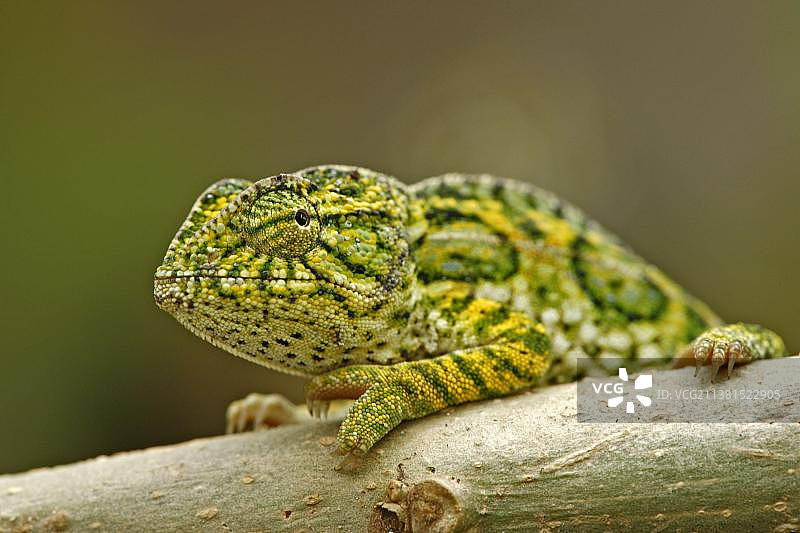 变色龙(芙蓉侧颈龟)，雄性，马达加斯加，非洲图片素材