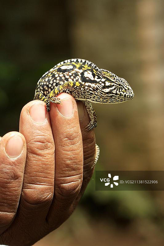 宝石变色龙(Furcifer lateralis)，女性在人类的手(Chamaeleo lateralis)，马达加斯加，非洲图片素材