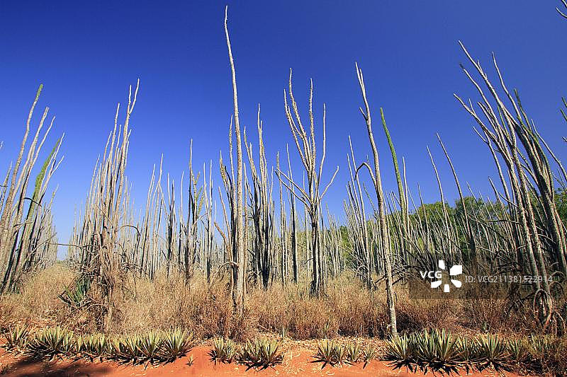 迪迪埃科，贝伦蒂私人保护区，马达加斯加，非洲图片素材