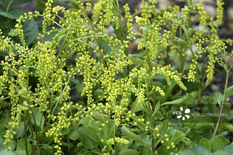 Cotyledon(鳞茎菌)图片素材