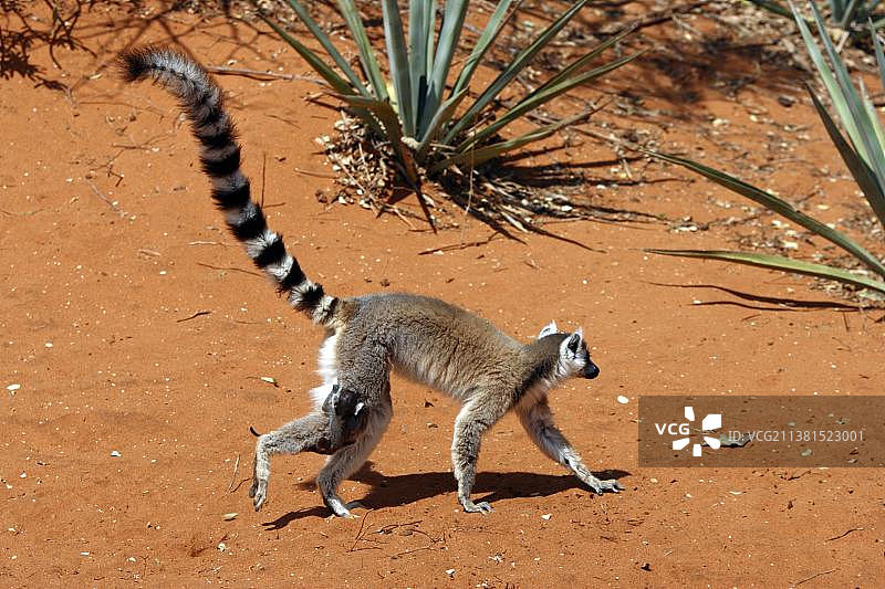 环尾狐猴：贝伦蒂私人保护区，马达加斯加，非洲图片素材