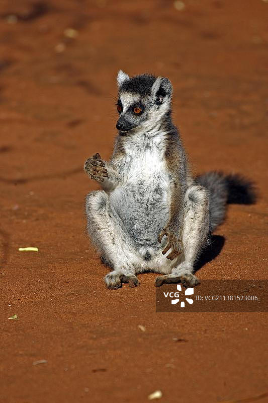 幼年环尾狐猴晒太阳图片素材