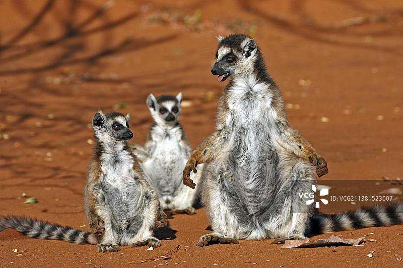 马达加斯加长尾狐猴图片素材