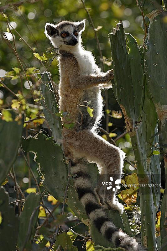 马达加斯加贝伦蒂自然保护区的环尾狐猴图片素材