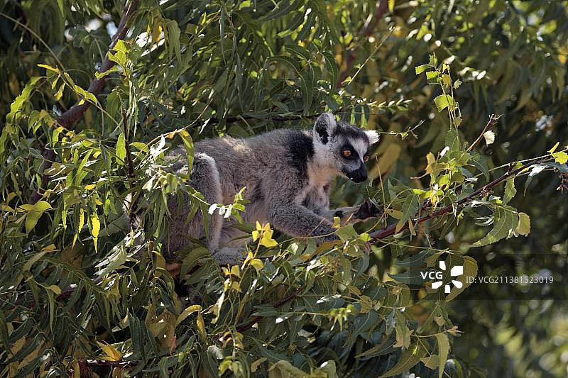 马达加斯加贝伦蒂自然保护区的环尾狐猴图片素材