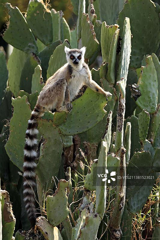 马达加斯加贝伦蒂自然保护区的环尾狐猴图片素材