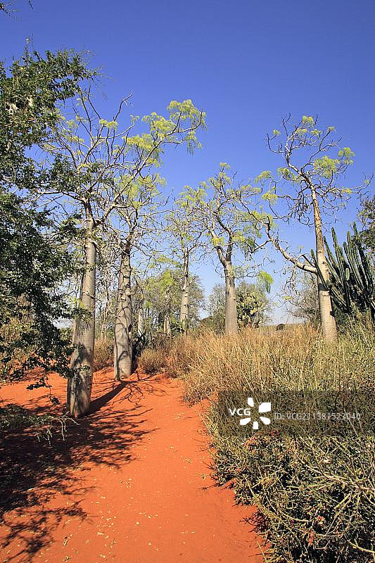 非洲辣木，贝伦蒂私人保护区，马达加斯加，非洲图片素材