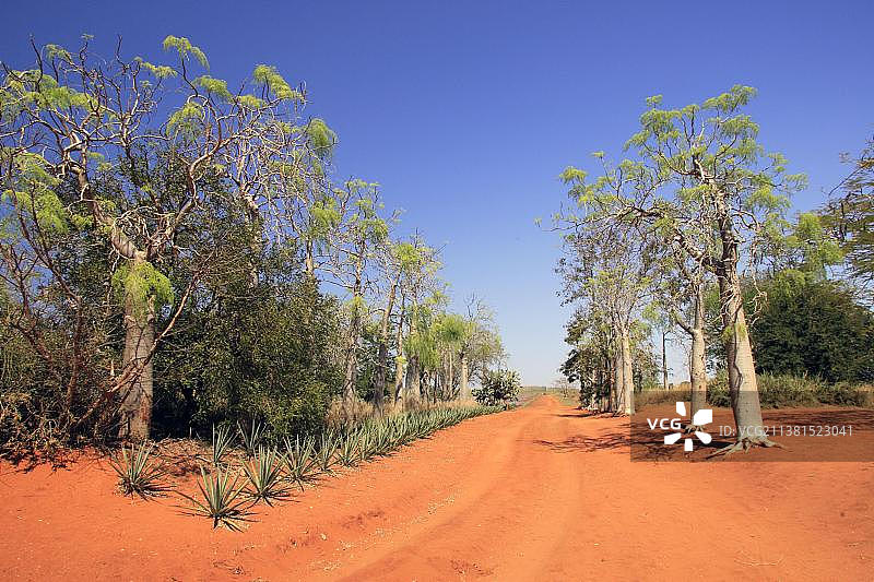 非洲辣木，贝伦蒂私人保护区，马达加斯加，非洲图片素材
