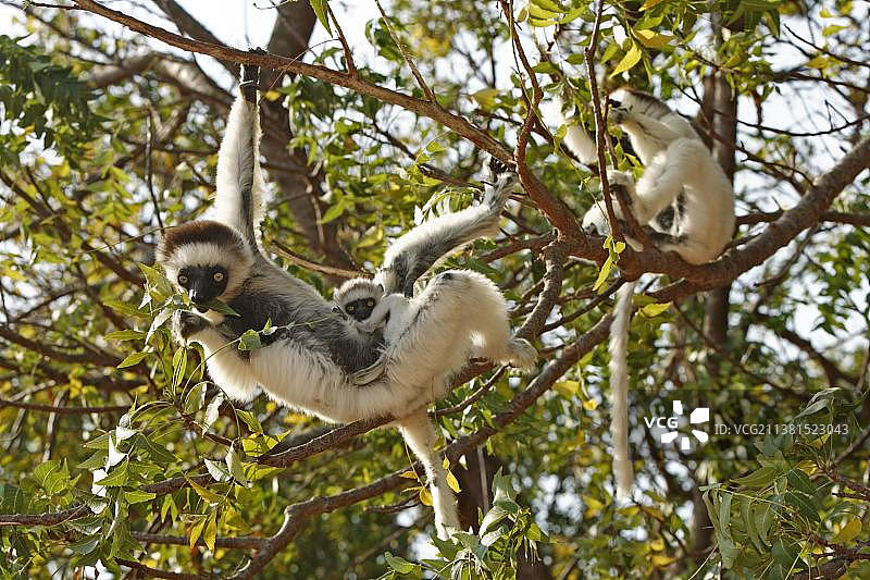 马达加斯加贝伦蒂私人保护区的弗氏冕狐猴母子图片素材