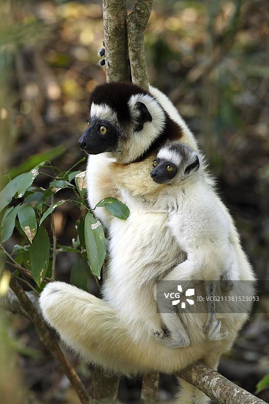 维氏冕狐猴，带着幼崽，马达加斯加贝伦蒂私人保护区图片素材