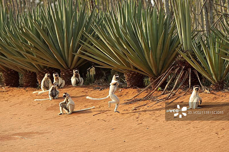 韦氏冕狐猴，贝伦蒂私人保护区，马达加斯加图片素材