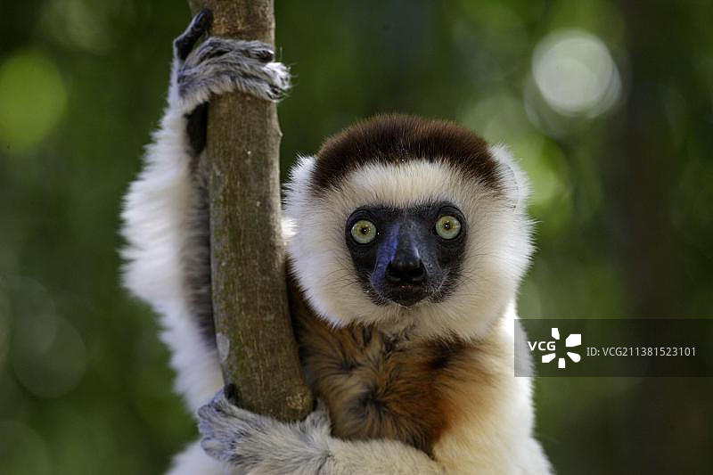 非洲马达加斯加贝伦蒂私人保护区的弗氏冕狐猴图片素材