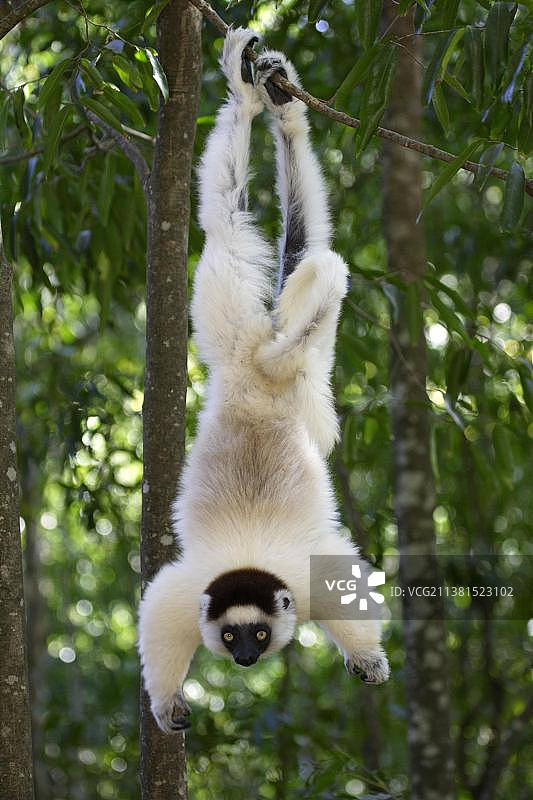 马达加斯加贝伦蒂保护区的韦氏冕狐猴图片素材