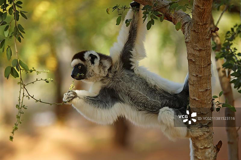 非洲马达加斯加贝伦蒂私人保护区的弗氏冕狐猴图片素材