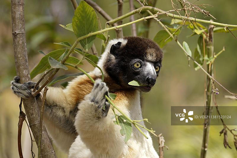 冕狐猴，非洲马达加斯岛贝伦蒂私人保护区图片素材