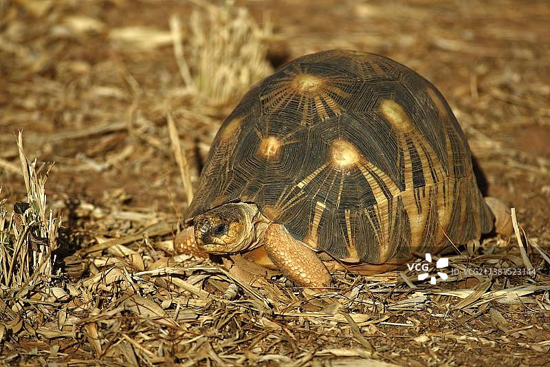 马达加斯加辐射陆龟图片素材