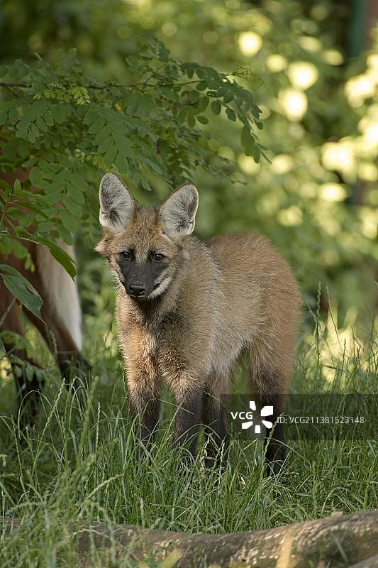 幼年鬃狼图片素材