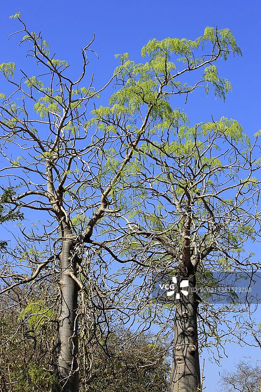 非洲辣木，贝伦蒂私人保护区，马达加斯加，非洲图片素材