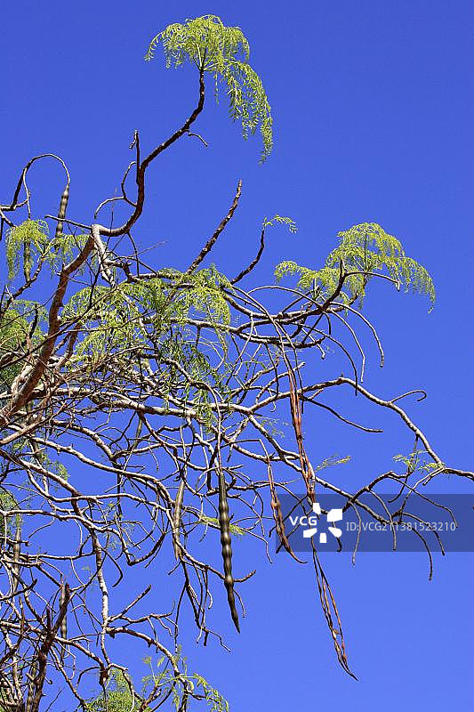 非洲油籽莫林戈树的果实，马达加斯加贝伦蒂私人保护区图片素材