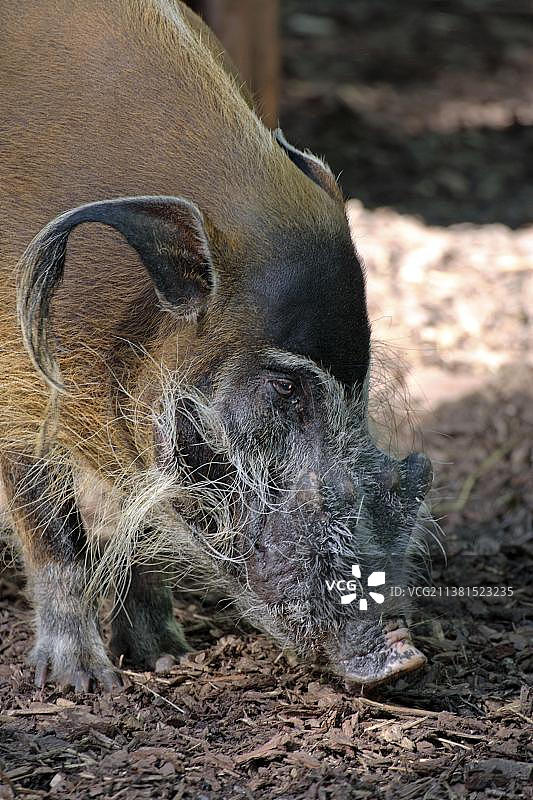 红河猪（雄性）图片素材