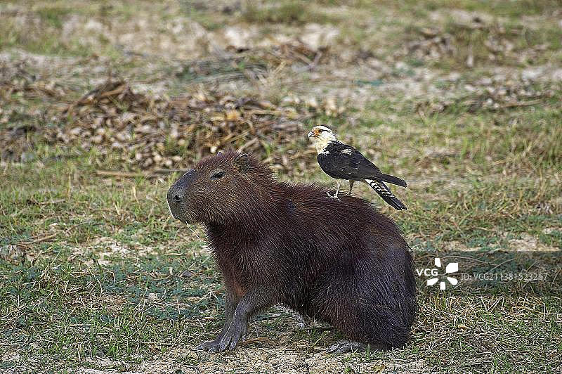 黄头卡拉鹰与水豚图片素材