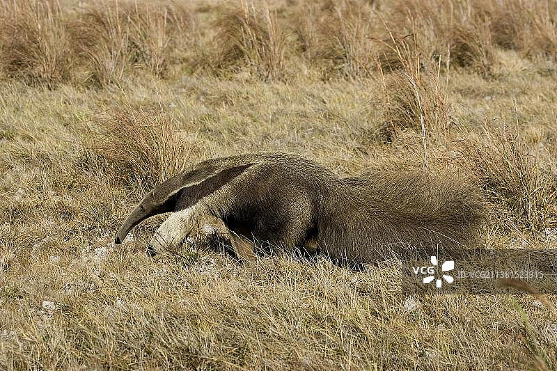 大食蚁兽，委内瑞拉洛斯亚诺斯图片素材