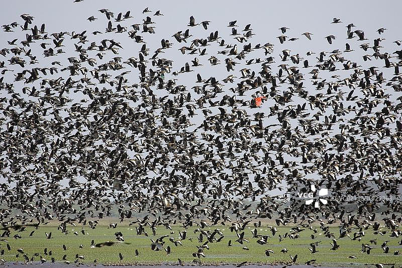 白脸啸鸭和红嘴啸鸭图片素材