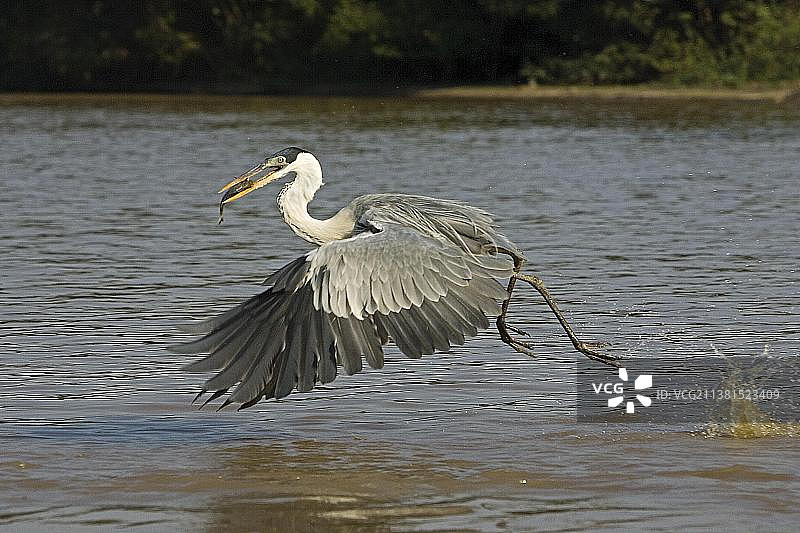 飞行中捕鱼的白颈鹭图片素材