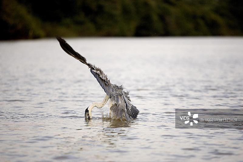 白颈鹭：在委内瑞拉洛斯利亚诺斯河中捕鱼的成年白颈鹭图片素材