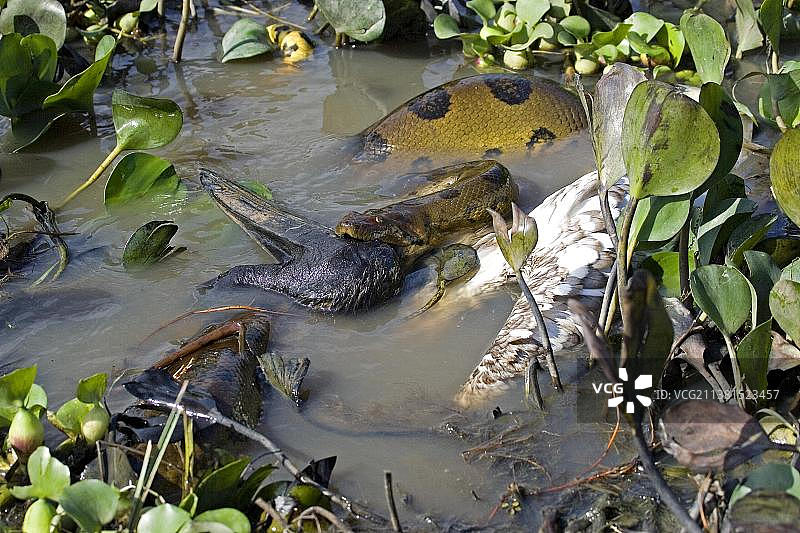 绿水蚺和美洲木鹳图片素材