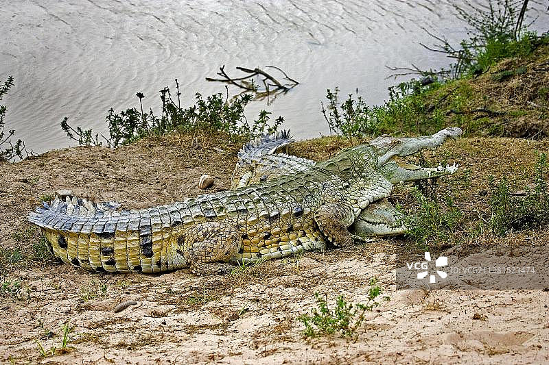 奥里诺科鳄鱼，委内瑞拉洛斯利亚诺斯河畔图片素材