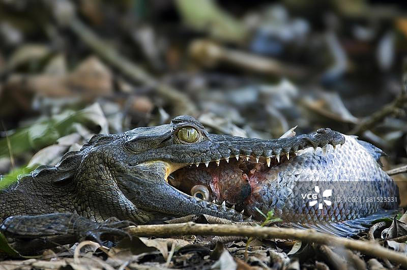 在哥斯达黎加卡拉拉国家公园吞食鱼的年轻眼镜凯门鳄图片素材