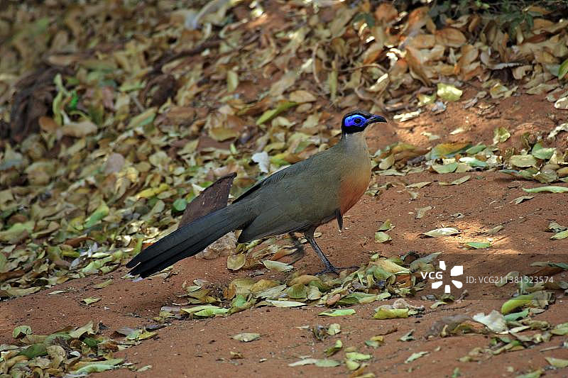 巨型考阿鹃（Coua gigas），马达加斯加贝伦蒂私人保护区，杜鹃，非洲图片素材