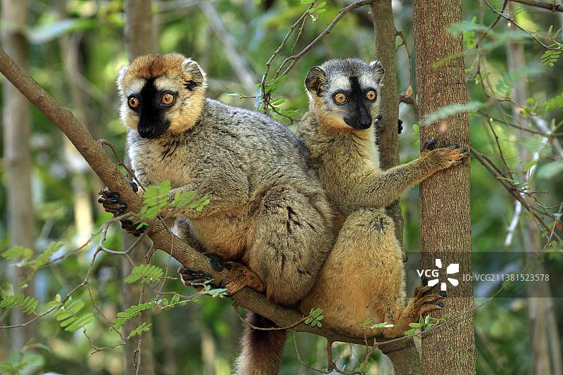 赤额狐猴，一对，贝伦蒂私人保护区，马达加斯加图片素材