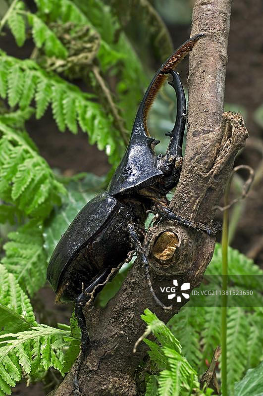 赫拉克勒斯甲虫（长戟大兜虫）、叶甲虫及其他昆虫动物图片素材