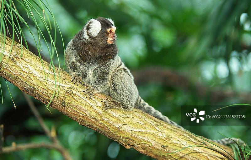 普通狨猴图片素材