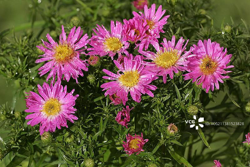 灌木紫菀图片素材