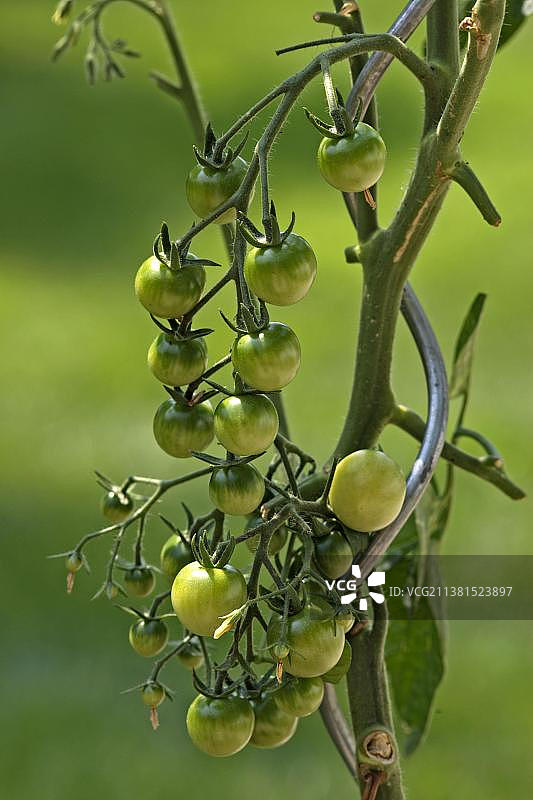 灌木上的樱桃番茄图片素材