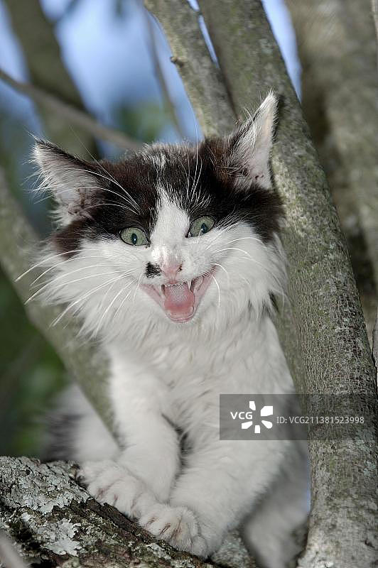 家猫，树上的小猫图片素材