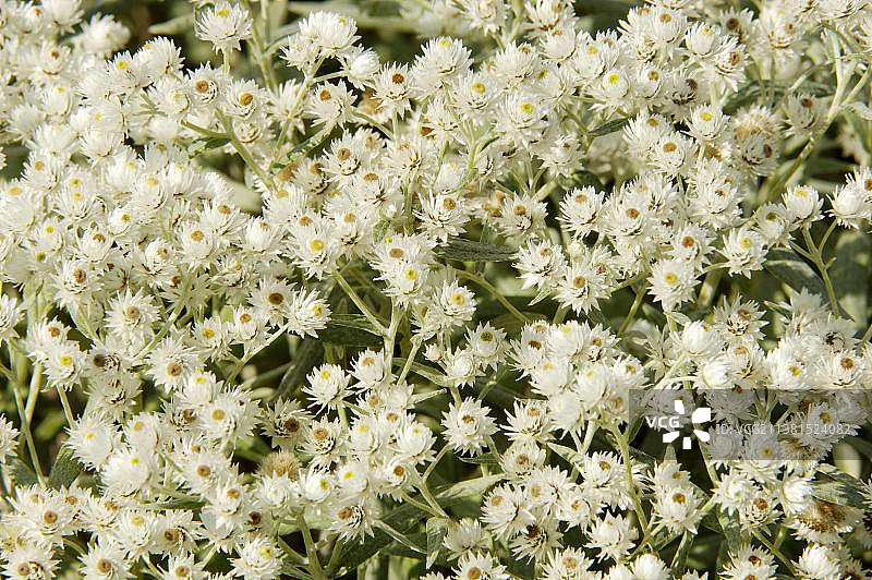 香雪兰图片素材