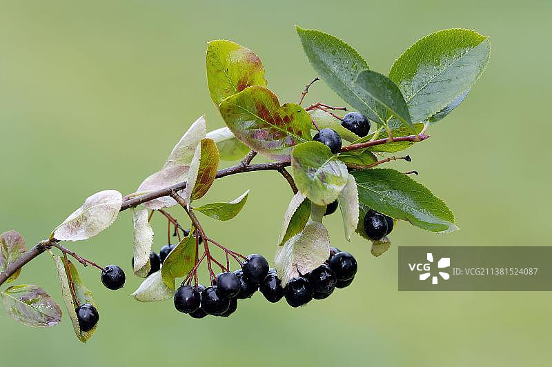 阴凉处的加拿大樱桃、雪白的山楂图片素材