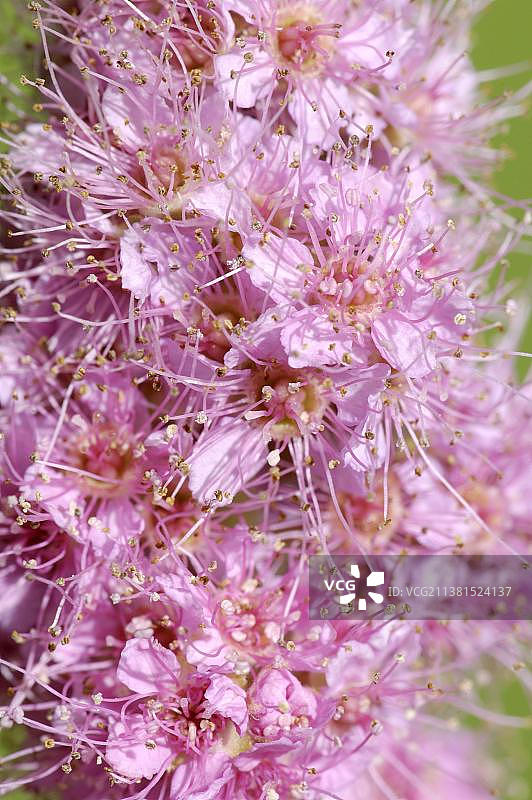柳叶绣线菊，德国，欧洲图片素材