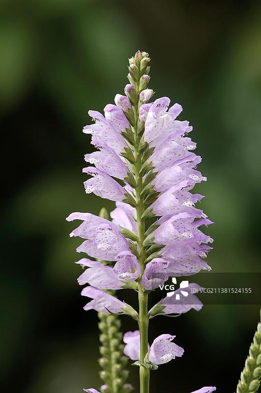 随意草图片素材