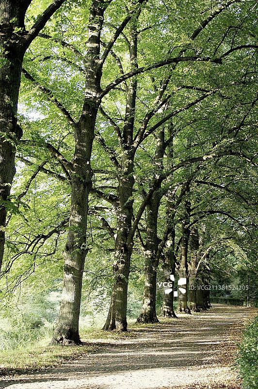 德国北莱茵-威斯特法伦的椴树图片素材