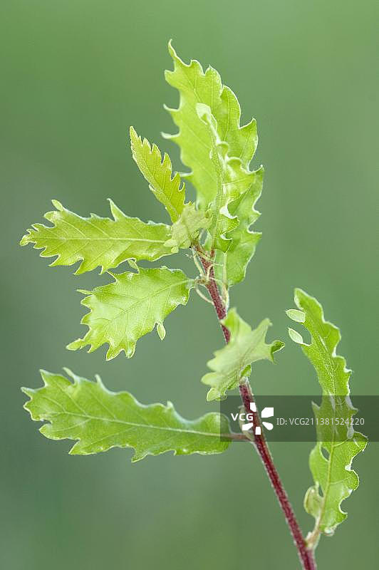 土耳其栓皮栎（Quercus cerris），普罗旺斯，法国南部图片素材