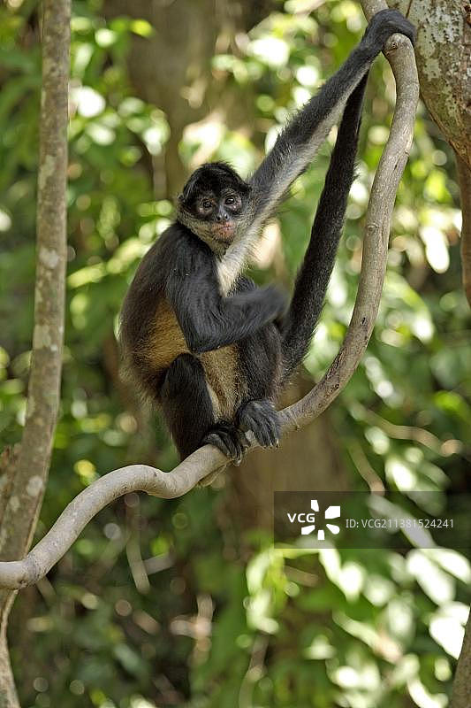 黑掌蜘蛛猴，洪都拉斯，中美洲图片素材