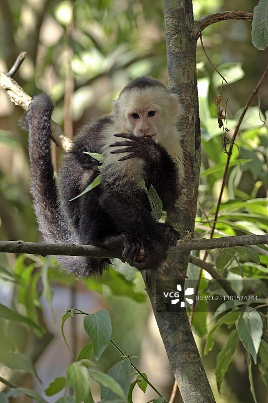 白喉卷尾猴，洪都拉斯罗阿坦图片素材