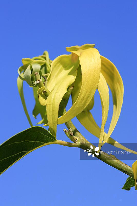 马达加斯加诺西贝依兰花朵图片素材